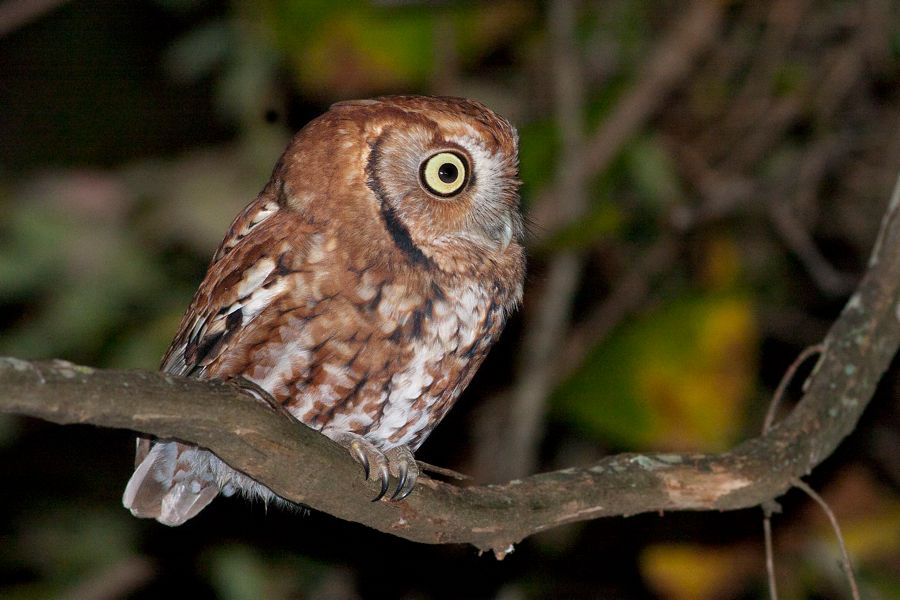 Eastern Screech-Owl False Cape State Park, VA IMG_7894