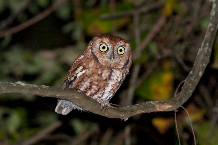 Eastern Screech-Owl False Cape State Park, VA IMG_7895