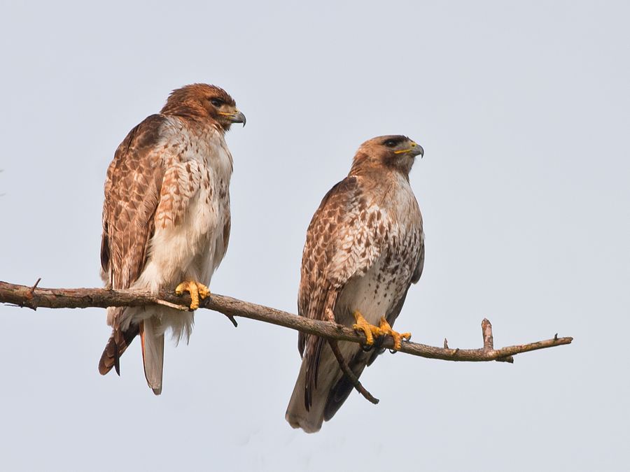 Red-tailed Hawks Richmond, VA IMG_4598