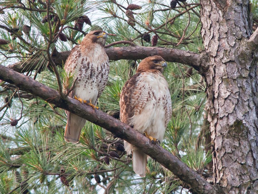 Red-tailed Hawks Richmond, VA IMG_4821