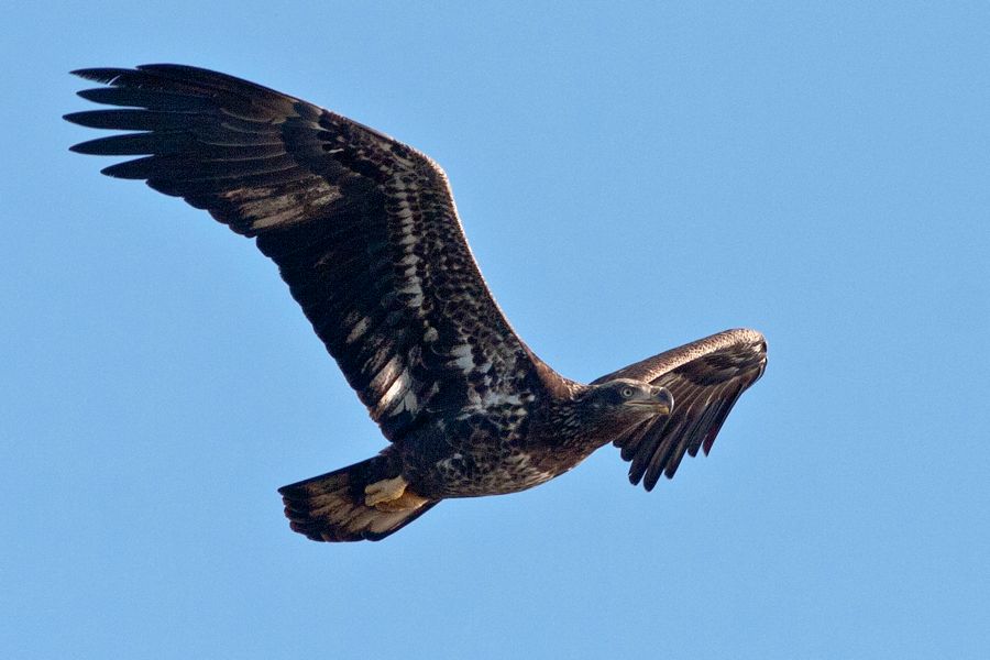 Bald Eagle (Immature) Lake Tohopekaliga, FL IMG_6512 