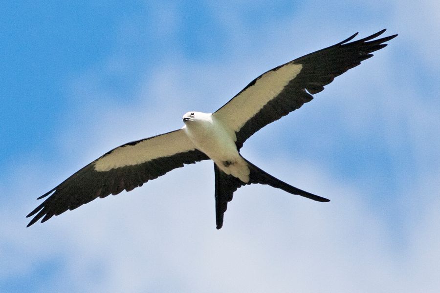 Swallow-tailed Kite Tosohatchee WMA, FL IMG_7221
