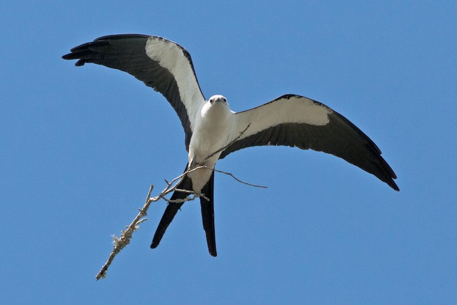 Swallow-tailed Kite Tosohatchee WMA, FL IMG_7299 