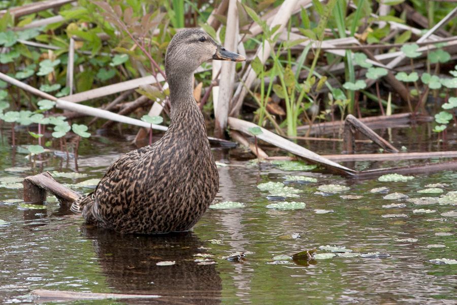 Mottled Duck Orlando Wetlands, FL IMG_5671