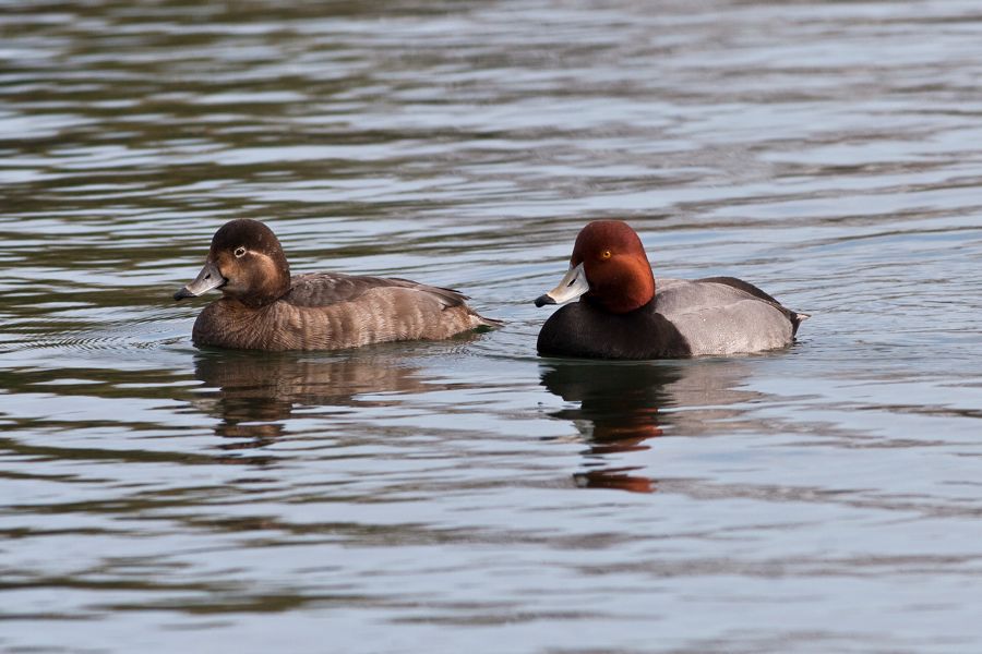 Redhead Ducks Byrd Park Richmond, VA IMG_5501