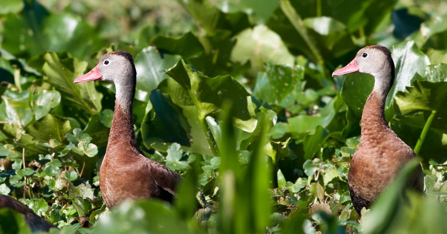 Whistling Ducks Orlando Wetlands Park, FL IMG_7594