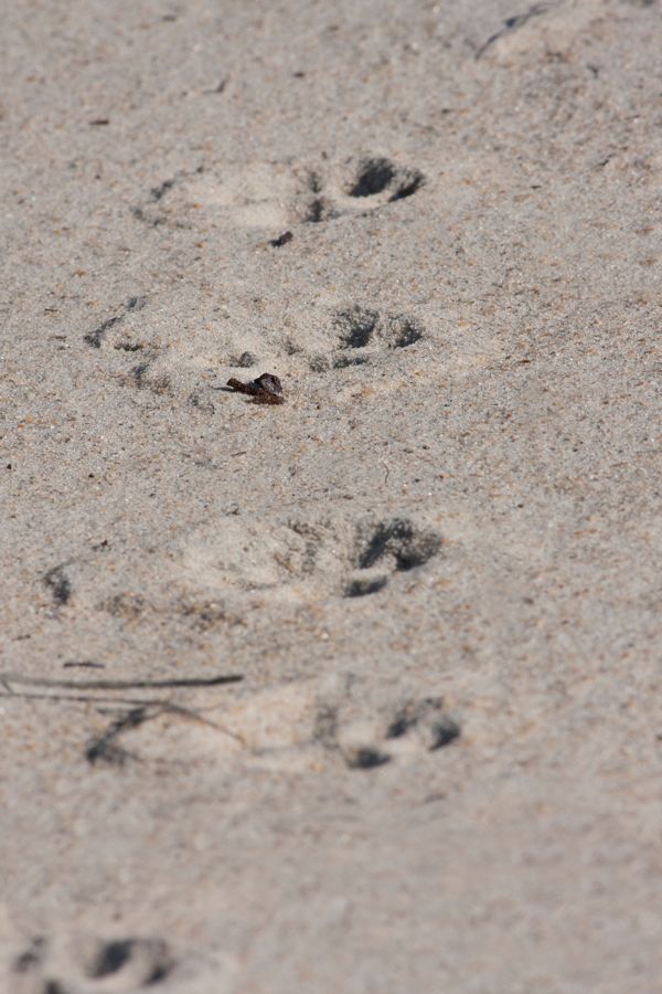 Bob Cat Tracks on Sand Dune False Cape State Park, VA IMG_7764