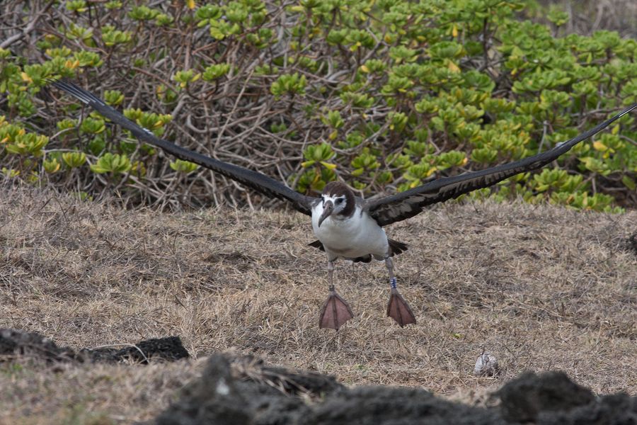 Laysan Albatross (Juvenile) Ka'ena Point, O'ahu IMG_4877