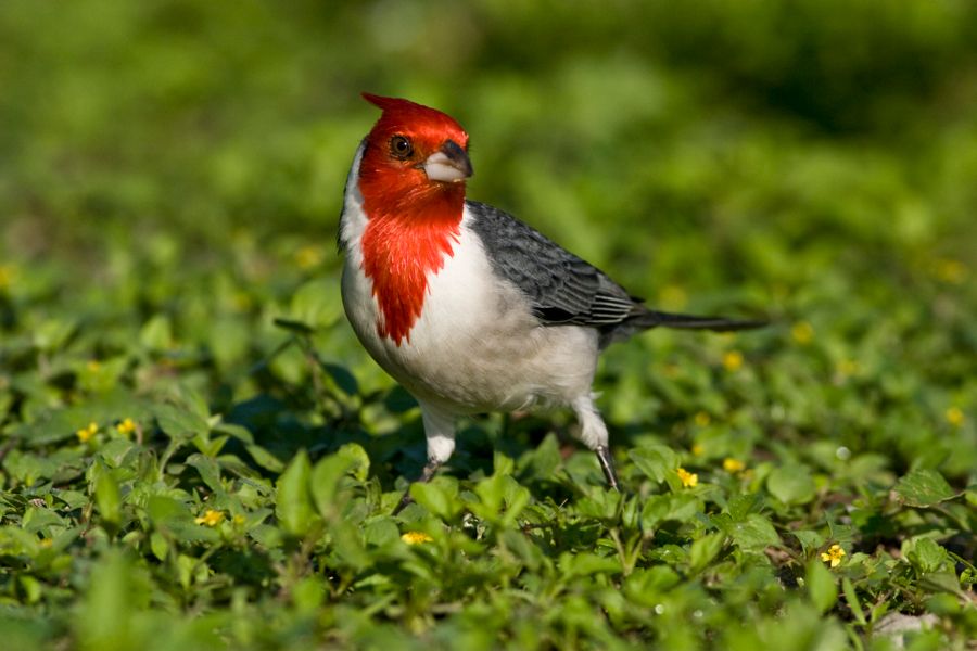 Red -crested Cardinal Kapiolani Park, O'ahu IMG_7379