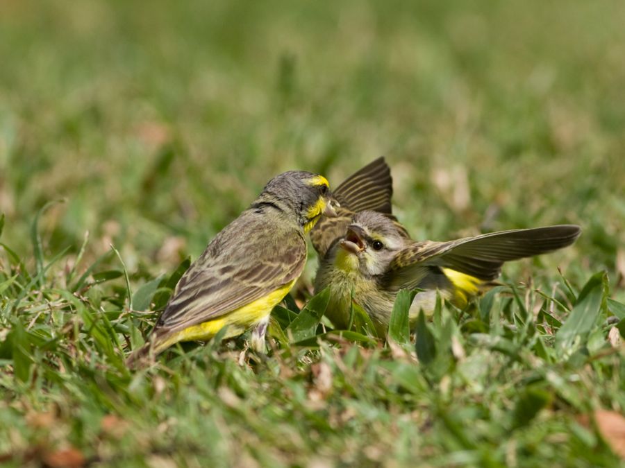Yellow-Fronted Canaries Kapiolani Park, O'ahu IMG_7126