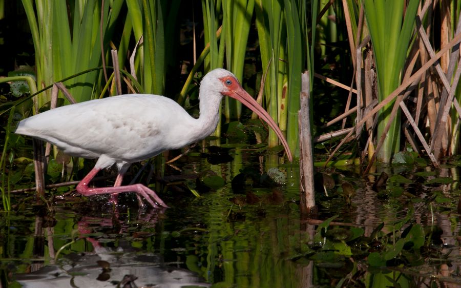 White Ibis Orlando Wetlands Park, FL IMG_7851