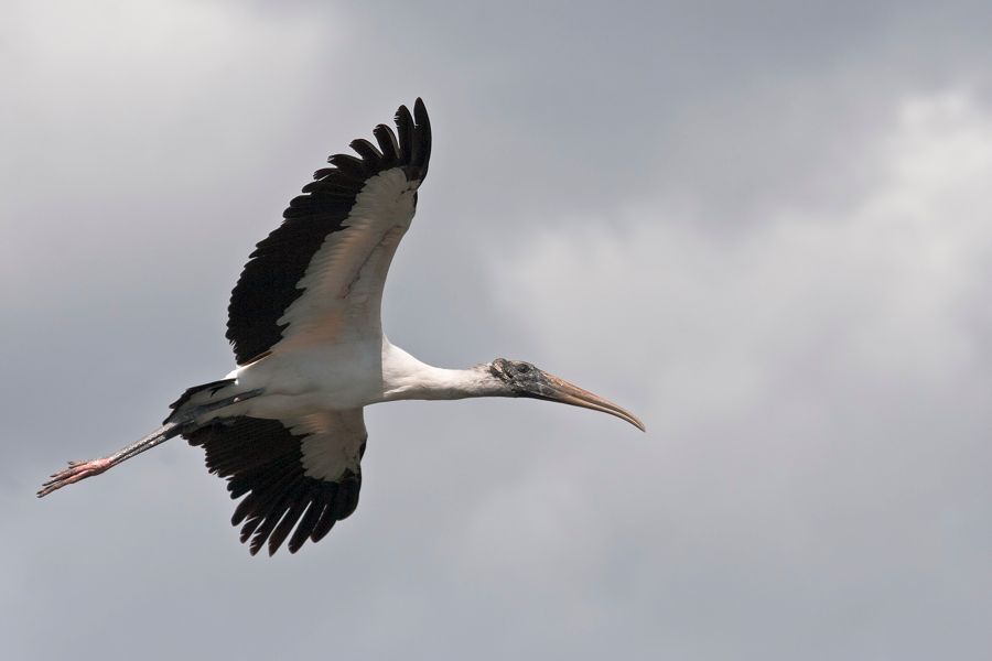 Wood Stork Gatorland, FL IMG_9019