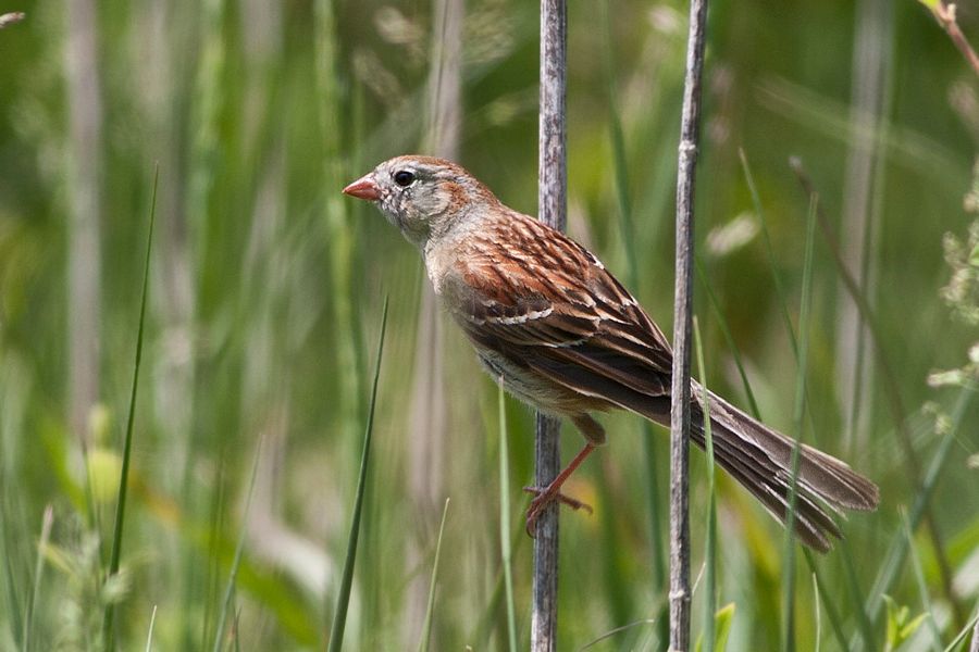 Field Sparrow Featherfin WMA, VA IMG_4410