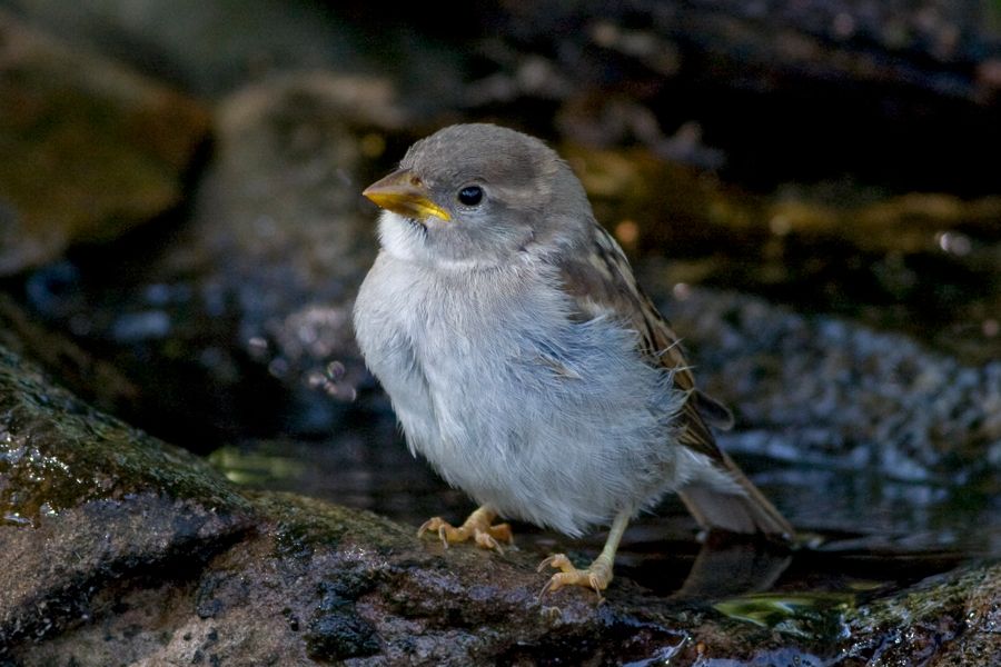 House Sparrow (Juvenile) Richmond, VA IMG_9499