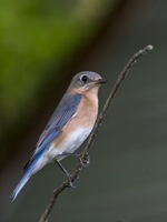 Bluebird (Female) Richmond, VA IMG_9305