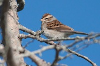 Chipping Sparrow False Cape State Park, VA IMG_7739