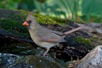 Northern Cardinal (Female) Richmond, VA IMG_9017