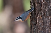 Red-breasted Nuthatch Assateague State Park, VA IMG_6144
