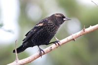 Red-winged Black Bird (Female) False Cape State Park, VA IMG_7925