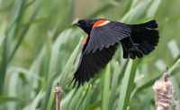 Red-winged Blackbird Bombay Hook NWR, DE IMG_0735