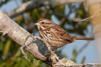Song Sparrow False Cape State Park, VA IMG_7984