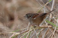 Swamp Sparrow False Cape State Park, VA IMG_8032