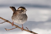 White-throated Sparrow Richmond, VA IMG_1233