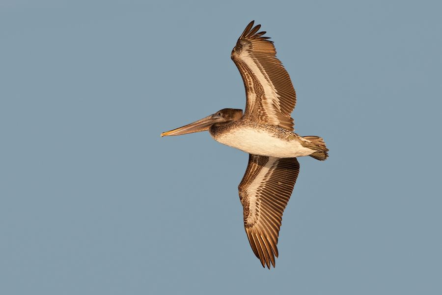 Brown Pelican False Cape State Park, VA IMG_7537