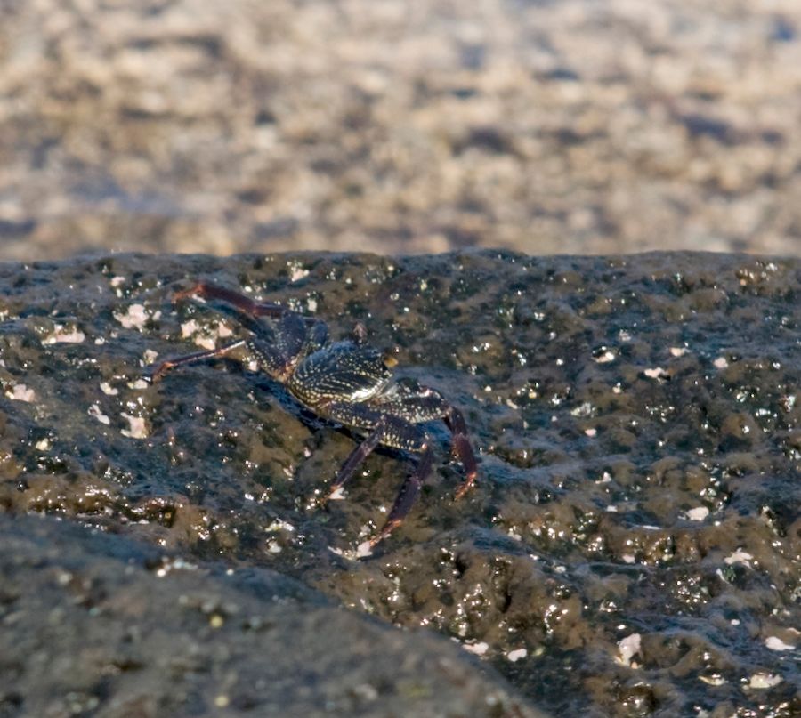 Black Crab Black Point, O'ahu IMG_7551