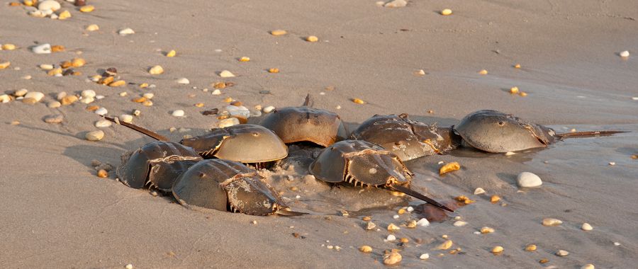 Horseshoe Crabs Slaughter Beach, DE IMG_1229