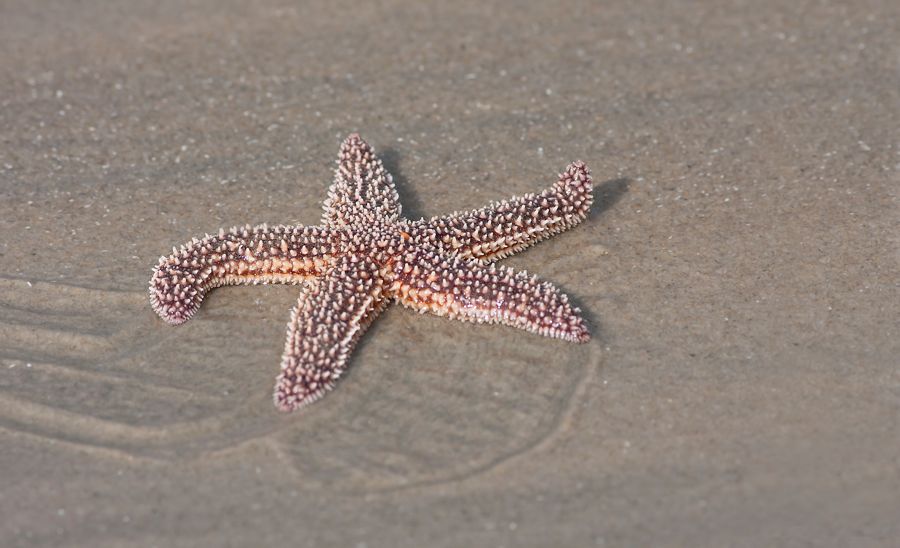 Sea Star False Cape State Park, VA IMG_7782
