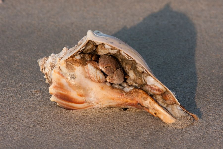 Hermit Crab in Welk Shell False Cape State Park, VA IMG_7462