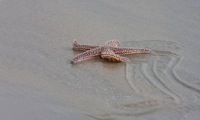 Sea Star False Cape State Park, VA IMG_7784