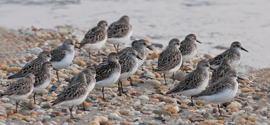 Semipalmated Sandpipers 