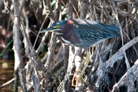 Green Heron Merritt Island NWR, FL IMG_6267