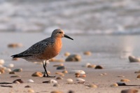 Red Knot Slaughter Beach, DE IMG_1474